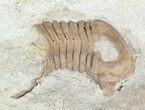 Large, Stalk-Eyed Asaphus Punctatus Trilobite - #46012-4